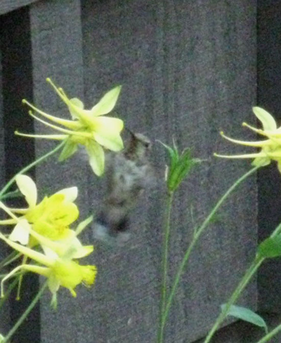 Hummingbird working a Sierra Columbine at Kennedy Meadows Pack Station.